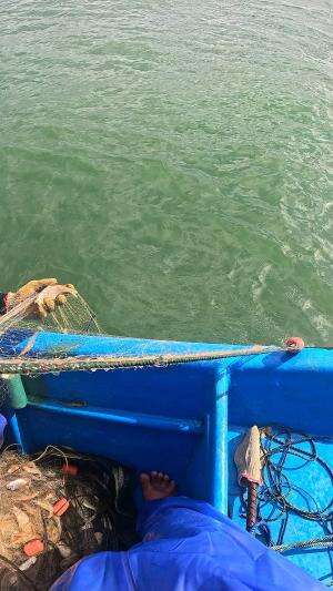 jaring satu lapis #udang #nelayan #laut #jaring #ikan #fbpro #reels #reelsviral #duniaikan #skils #fyp #trending