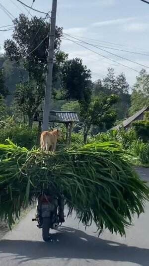 Anjing Bali
