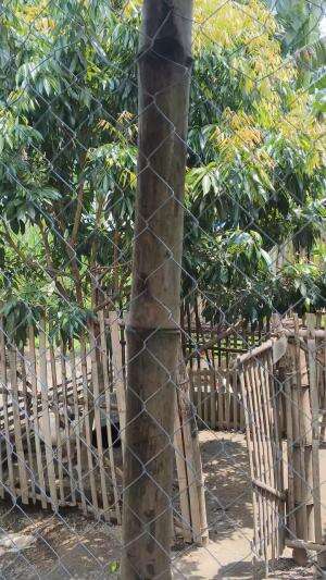 Terpantau saat ini sejuk sembribit bollo #peternakmuda #menthokjumbo #muscovyduck