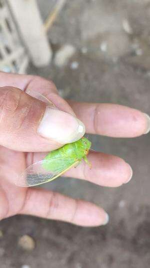 Lagi banyak banget serangga ini, tapi bisa jadi sumber protein untuk unggas saya  #peternakmuda #menthokjumbo #muscovyduck