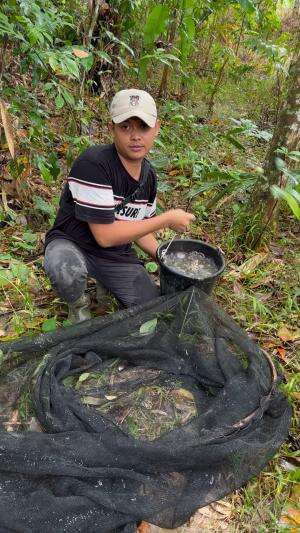 Ada yang mau bibit ikan papuyu ga