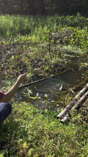 Mancing ikan sepat siam