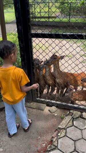 memberi makan rusa