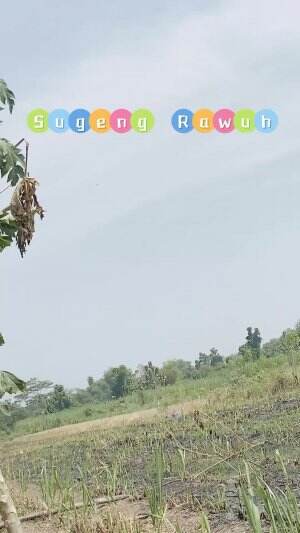 Hidup dari berternak Menthok Jumbo