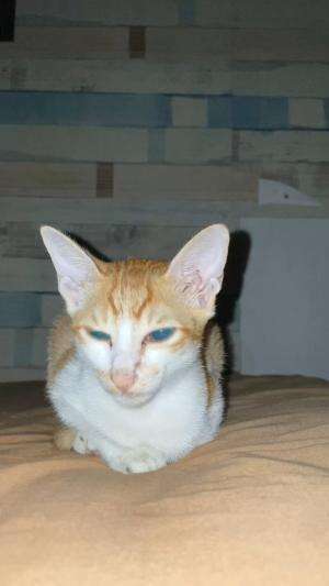 Anak bobi  #Kucing juga bisa balas budi 