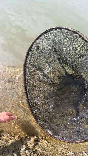 udang putih kecil #udang #nelayan #laut #jaring #ikan #fbpro #reels #reelsviral #duniaikan #skils #fyp #trending