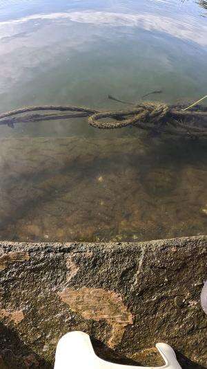 ada banyak banget udang disini