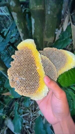 Gagal panen madu murni