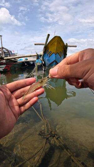 tutorial menangkap udang #udang #nelayan #laut #jaring #ikan #fbpro #reels #reelsviral #duniaikan #skils #fyp #trending