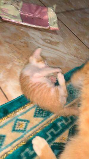 #cat #kitten
