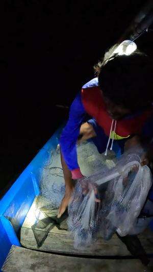 melempar jaring untuk menangkap ikan teri