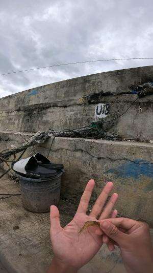 mancing udang🤭 #udang #nelayan #laut #jaring #ikan #fbpro #reels #reelsviral #duniaikan #skils #fyp #trending