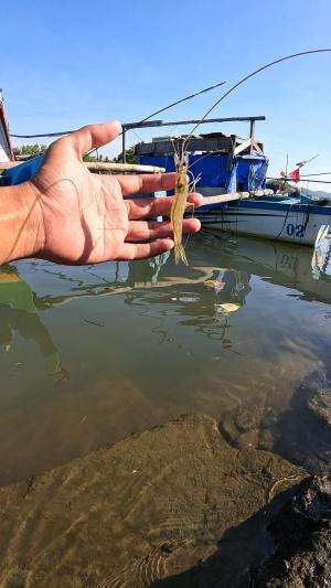 cara lepaskan udang #fishing #traditional #usa #usareels #UnitedStates #unitedkingdom #denmark #canada