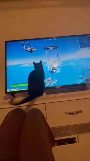 Kucing kaget  #Kucing #videolucu 