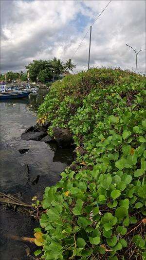 Pasang Bubu Payung Di Pelabuhan Cikidang Pangandaran.