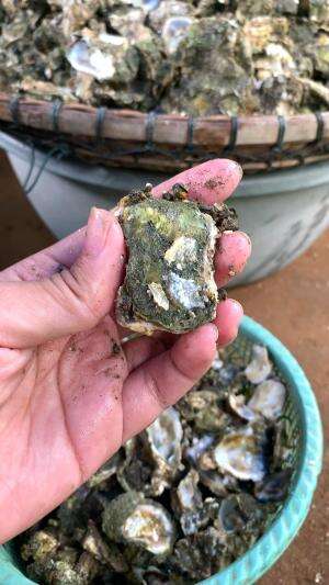 cara buka kerang #usa #usareels #newyork #germany #fyp #australia #luksemburg #ingris #belanda #skils #shrimp #fisherman #selandiabaru #irla