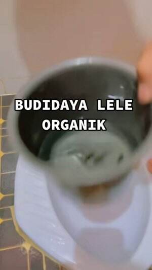 Pelihara ikan lele dikloset