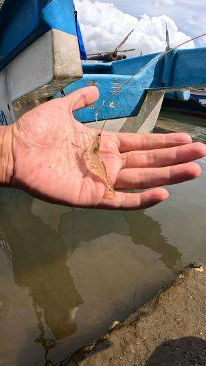 teknik jitu #mancing #fishing #shrimp #udang #nelayan #laut #jaring #ikan #reelsviral #animals #skill #fyp #trending