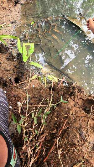 nangkap udang di selokan dengan gampang #fishing #shrimp #fish #sea #traditional #usareels #UnitedStates #reelsviral #skils #fyp #trending