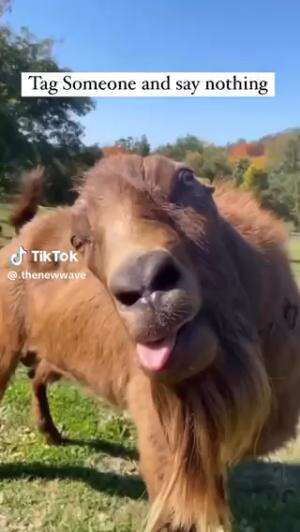 Onta arab #humor #lucu