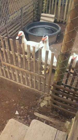 Betina spek biduan, ini pencetak minthi minthi spek dier di Kandang Anggoro Kasih