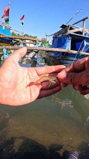 tutorial mancing udang dari kakek saya