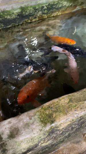 Kolam ikan asat ikan pada sekarat