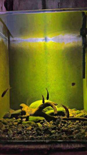 Isi akuarium pakai ikan liar