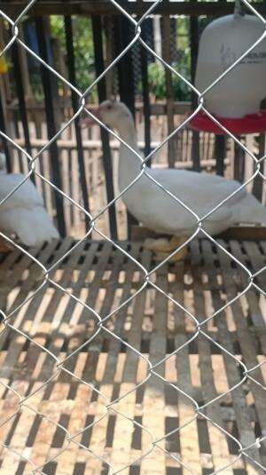 Sudah SOLD OUT!! Baru sempet nongol videonya 