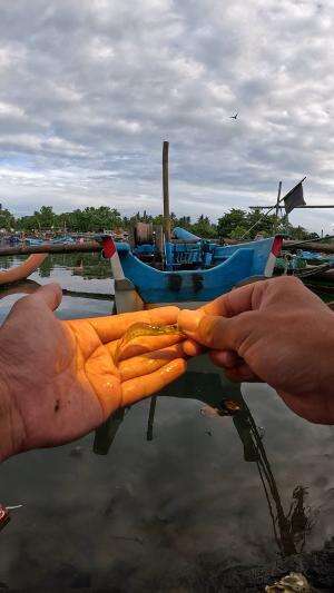 sat set dapet udang #mancing #fishing #shrimp #udang #nelayan #laut #jaring #ikan #reelsviral #animals #skill #fyp #trending