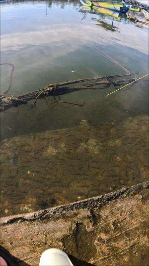 nemu kawanan udang lagi berjemur ?