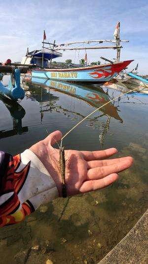 how to catch shrimp super fast and easy #fishing #traditional #usa #usareels #UnitedStates #unitedkingdom #denmark #canada