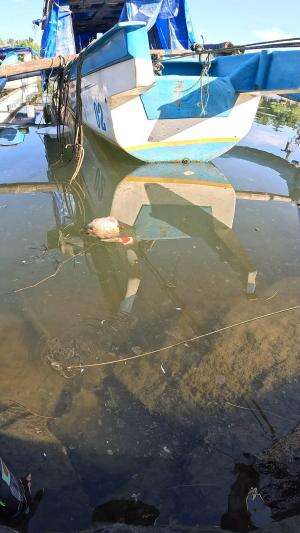 teknik memancing udang kecil #fishing #traditional #usa #usareels #UnitedStates #unitedkingdom #denmark #canada