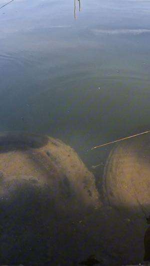 how to catch shrimp super fast and easy #fishing #traditional #usa #usareels #UnitedStates #unitedkingdom #denmark #canada