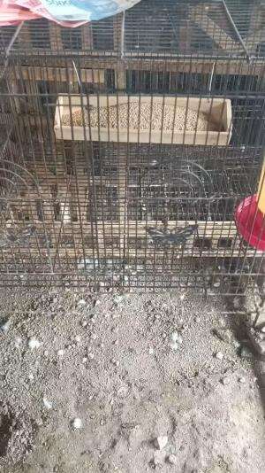 Alhamdulillah yok bisa 3 jt per Hari wkwk.. peternak muda semakin semangat semakin berjaya.  #peternakmuda #menthokjumbo #muscovyduck