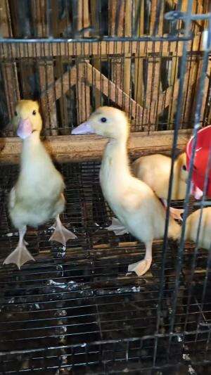 Yang ditunggu tunggu #peternakmuda #menthokjumbo #muscovyduck