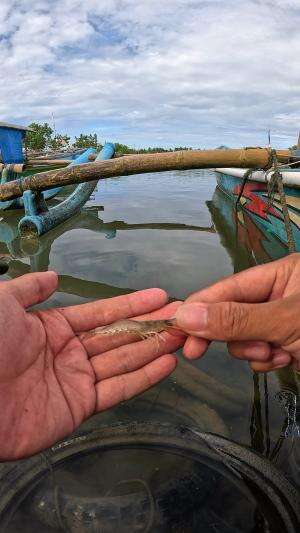 teknik jitu memancing udang #mancing #fishing #shrimp #udang #nelayan #laut #jaring #ikan #reelsviral #animals #skill #fyp #trending