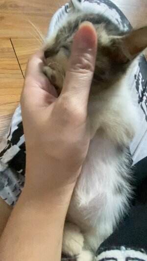 Maaf ya cing