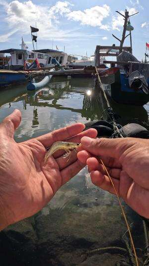 ilmu mancing dari bapakku #mancing #fishing #shrimp #udang #nelayan #laut #jaring #ikan #reelsviral #animals #skill #fyp #trending