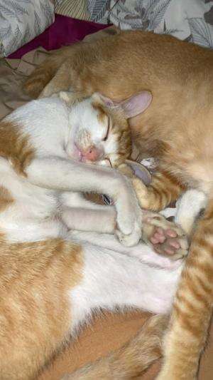 Kucing bobo  #Kucing  #kucingoyen  #kucinglucu  #duniakucing 