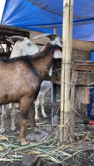 Peternakan haidar farm semarnagutara jual hewan korban idul adha