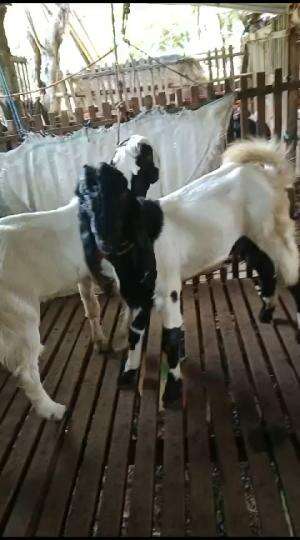 Jual kambing aqiqah dan kambing korban bang haidar farm SEMARANGUTARA2025