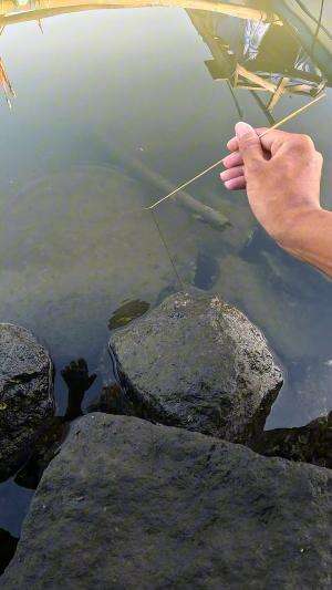 cara tradisional #mancing #fishing #shrimp #udang #nelayan #laut #jaring #ikan #reelsviral #animals #skill #fyp #trending