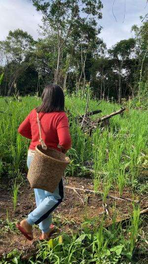 Musim panen sayuran di ladang orang Kalimantan #kuliner #berkebun 