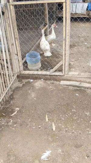 Spill Babon Cetak Bolo #peternakmuda #menthokjumbo #muscovyduck