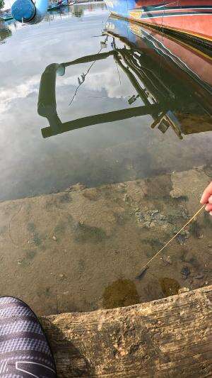 ternyata seperti ini cara nangkap udang