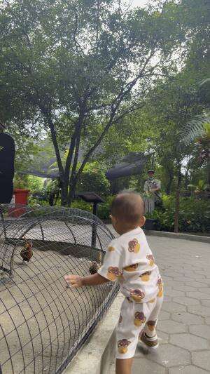 Liat ayam ya kak
