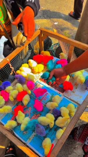 Nekat beli ayam murah buat dipelihara