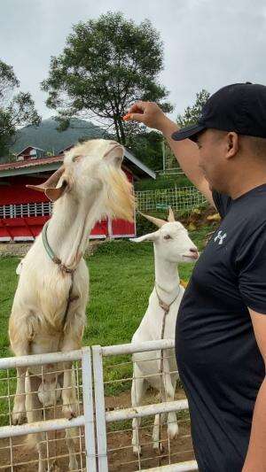 JUAL KAMBING KORBAN IDUL ADHA KAMBING AQIQAH KAMBING SUSU SEMARANG UTARA DAN MENYIDIAKAN KAMBING2 yang anda butuhkaan bang haidar farm