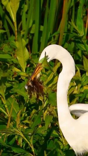 Burung ini memakan ikan bonus rumput 